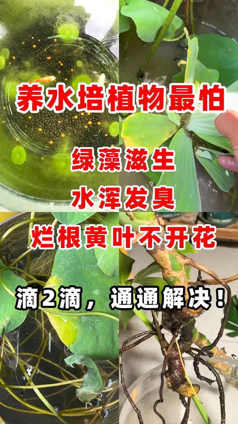 水养植物烂根的原因分析和处理方法