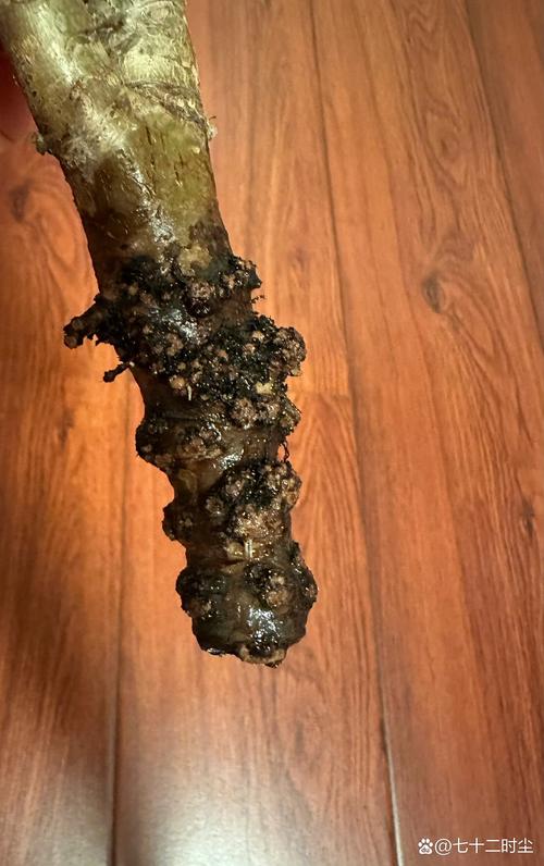 水培植物为什么会烂根