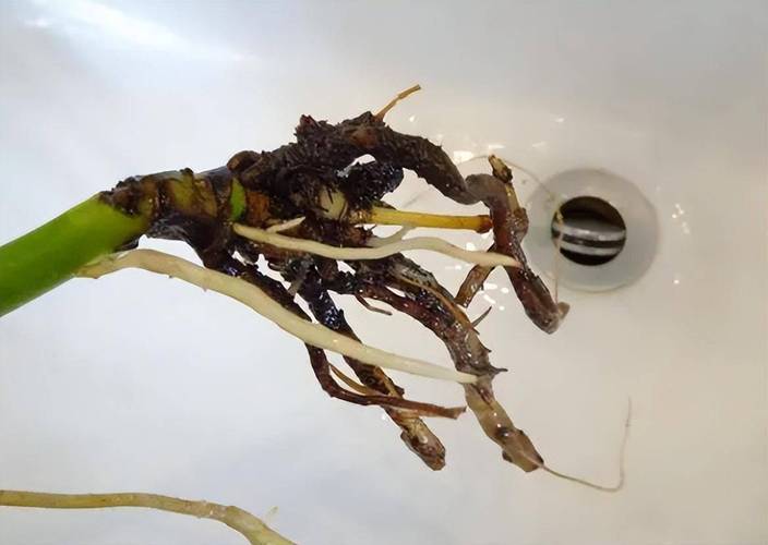 水培植物烂根怎么办