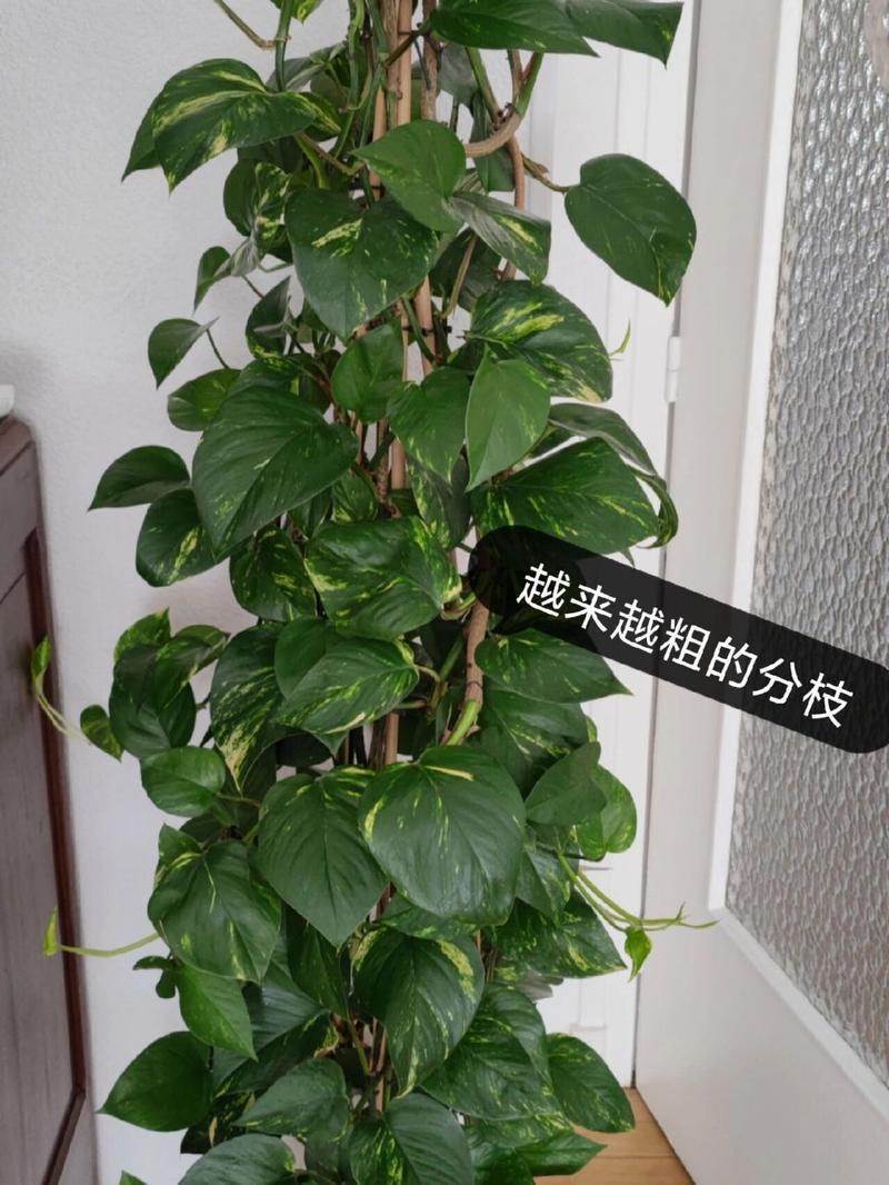 绿萝太密怎么修剪