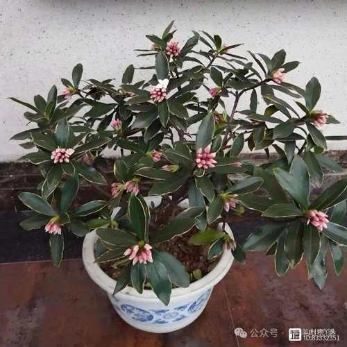 瑞香扦插多久生根