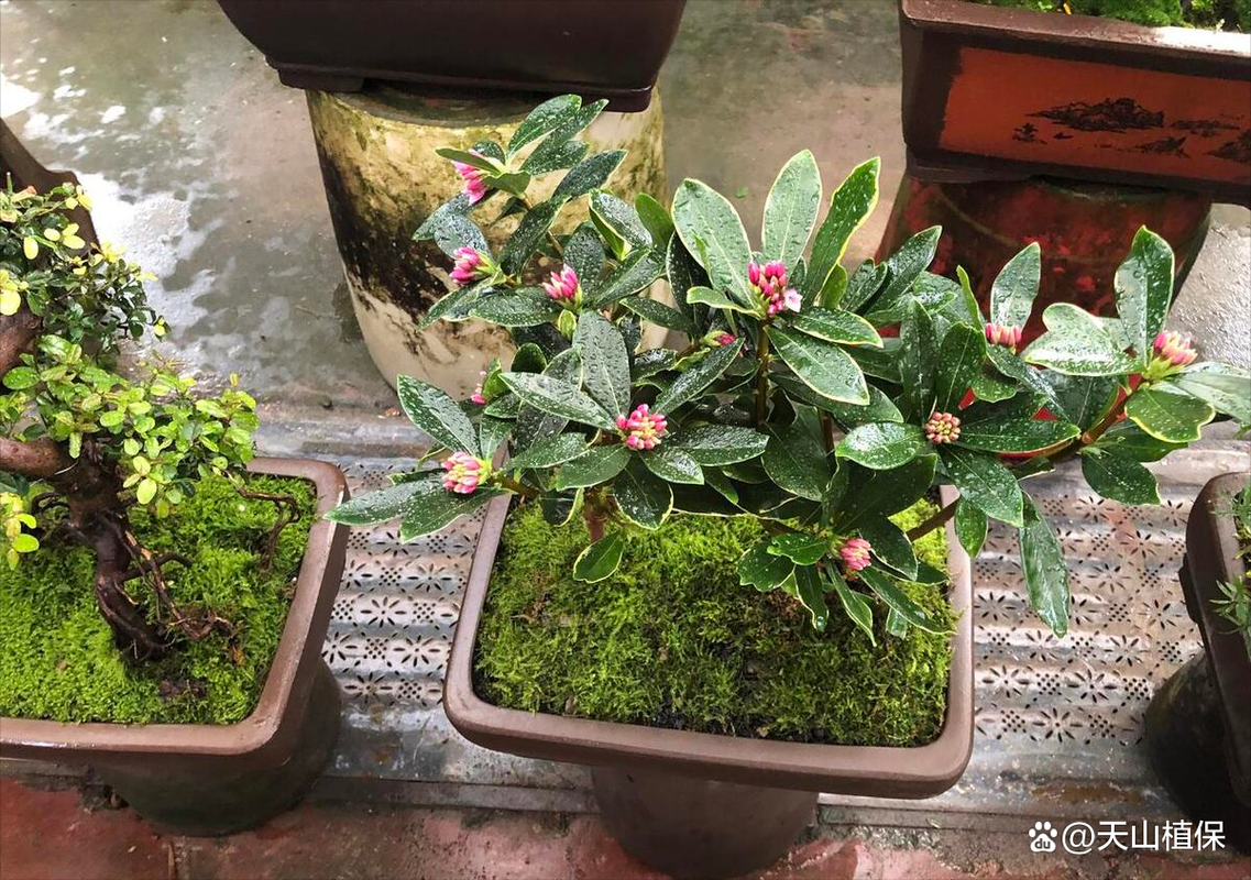 瑞香花什么时候扦插