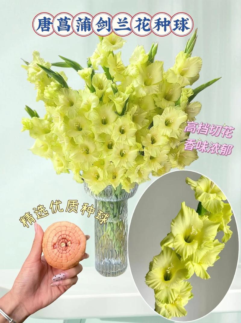 花菖蒲的培养需要注意什么?