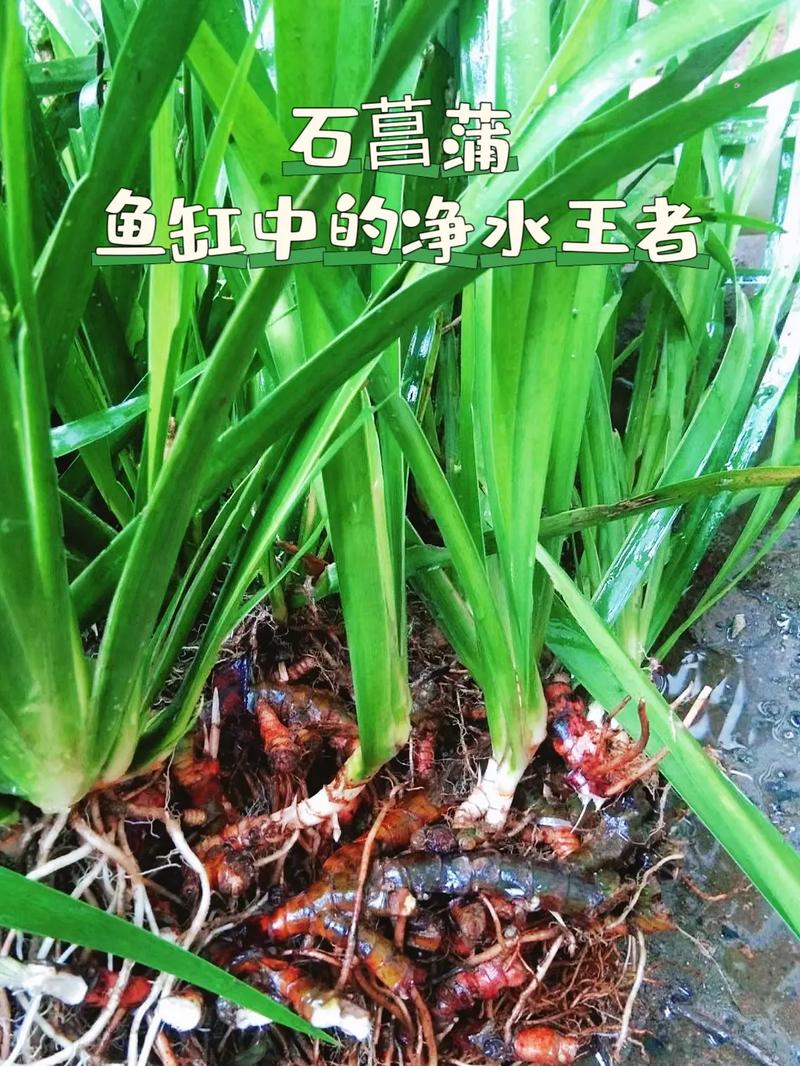 花菖蒲养殖方法及注意事项