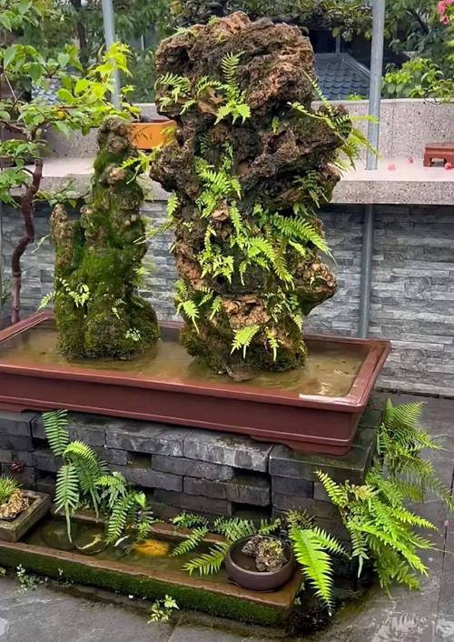 花菖蒲用什么土养好