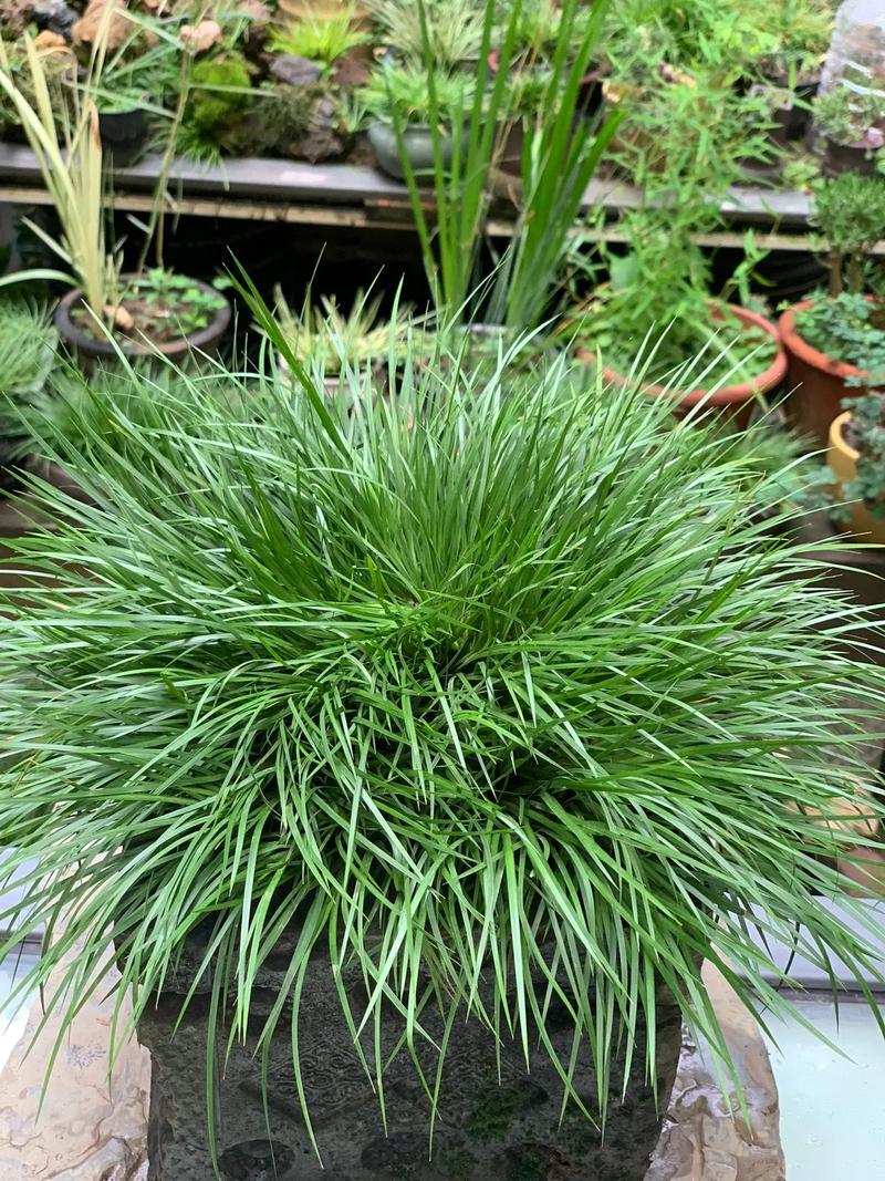 新买的花菖蒲怎么养