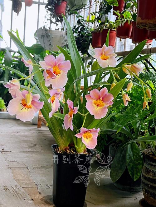 堇花兰的养殖方法