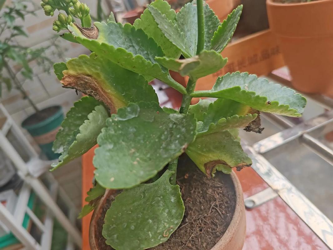 长寿花叶子发黄发软怎么办