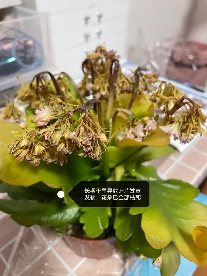 长寿花的叶子发黄怎么办?