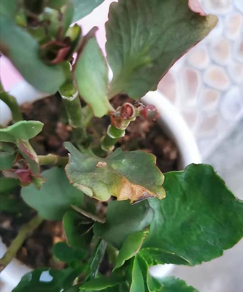 长寿花叶子发黄怎么办