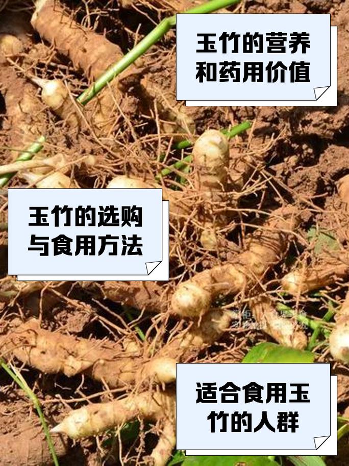 鲜玉竹的功效和吃法