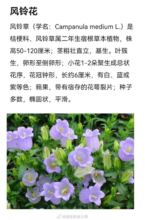 风铃草花语和传说
