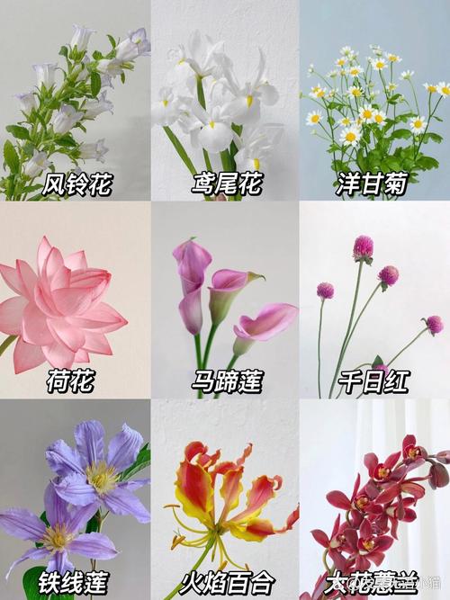 风铃草的花语及传说