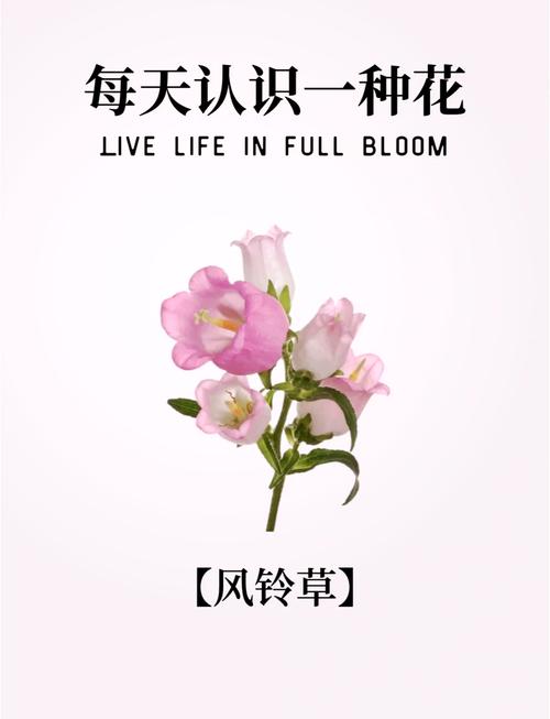 花语与风铃草的传说