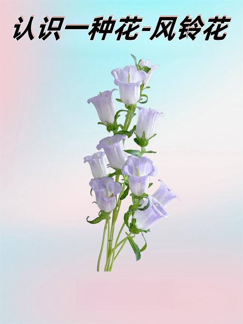 风铃草的花语和传说