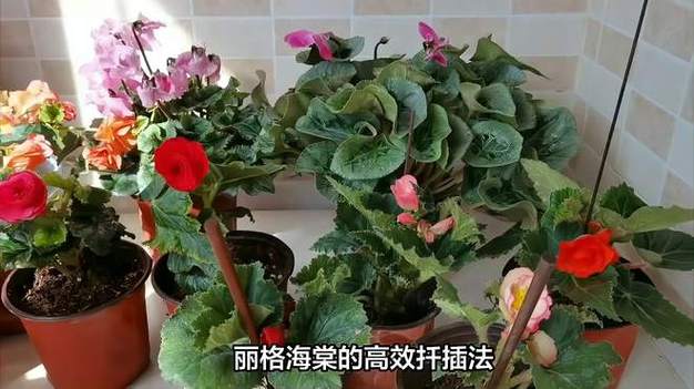 丽格海棠怎样扦插能活