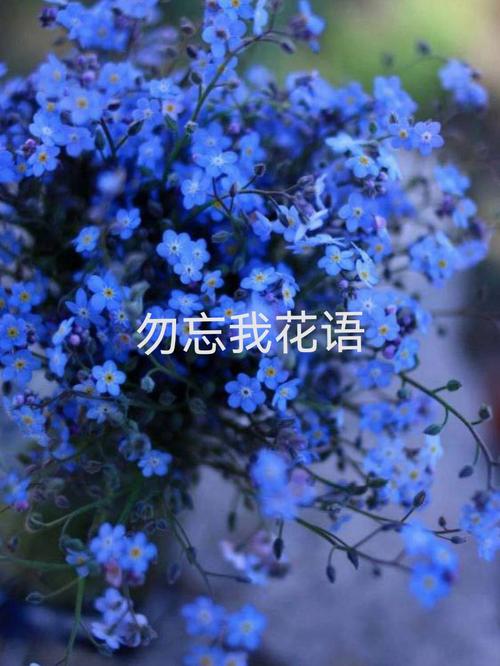 勿忘我的传说和花语