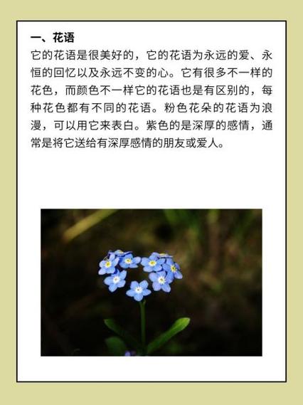 勿忘我的花语是?