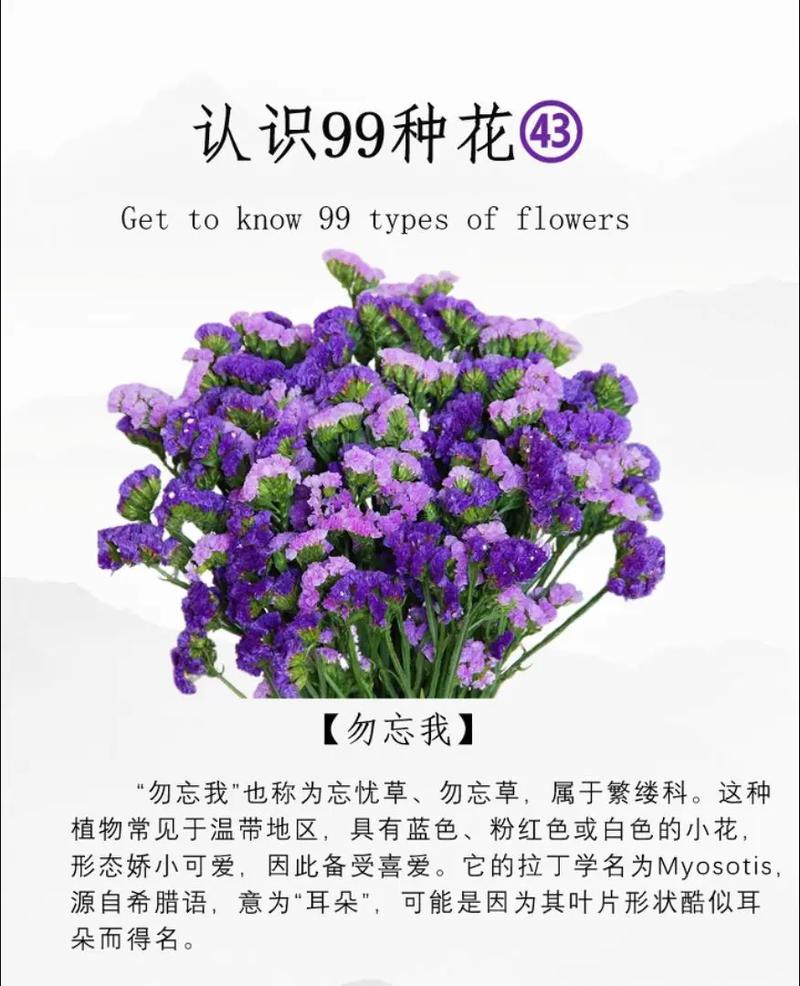 蓝色勿忘我花语是什么_有哪些传说?