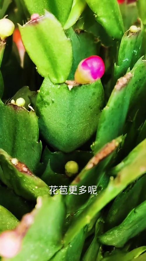 秋天养蟹爪兰,提前一个“小动作”,叶片肥厚,多长花苞,一块儿来看看?