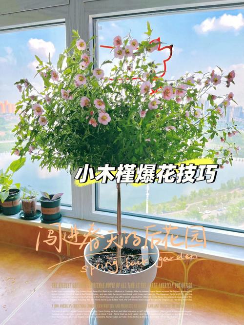 小木槿棒棒糖的养殖方法和注意事项视频
