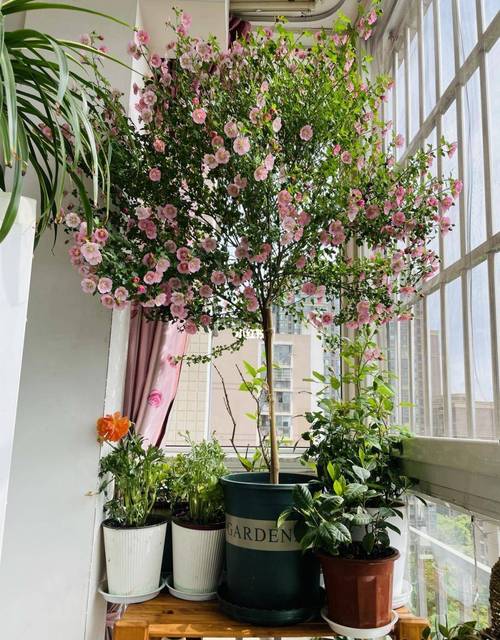 盆栽小木槿怎么播种(小木槿怎么养?小木槿的养殖方法及注意事项)