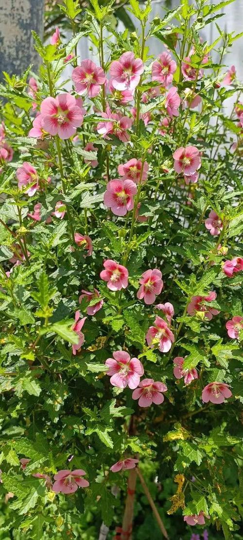 新买的木槿花怎么养