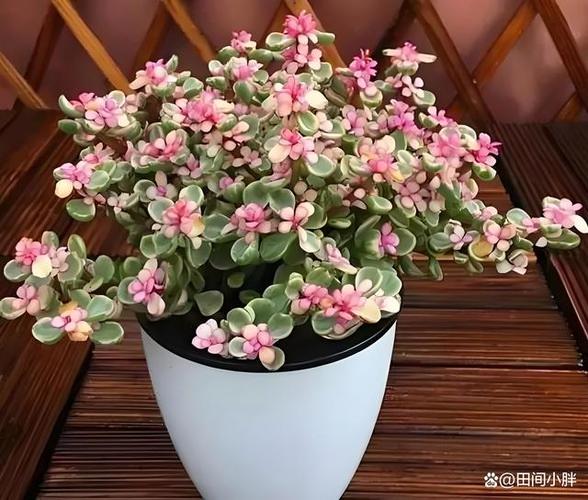 雅乐之舞如何养殖