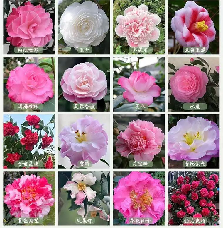 哪些茶花品种值得养