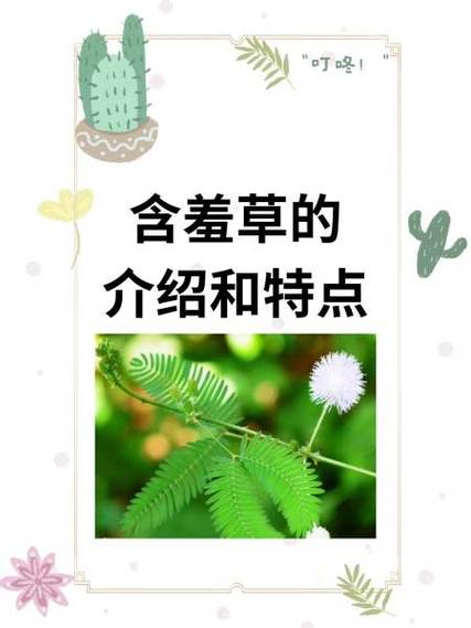 合欢花和含羞草的区别
