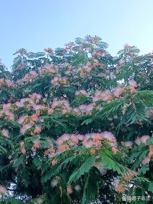 合欢与含羞草的区别
