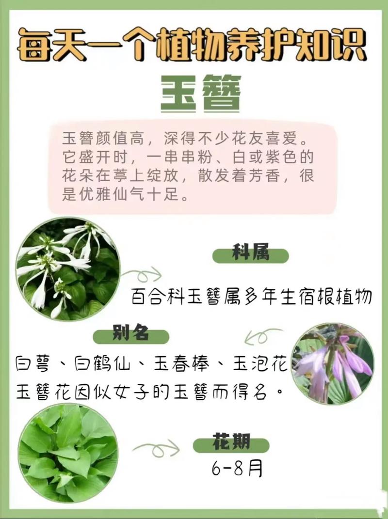 玉簪花的药用功能(玉簪花的禁忌)