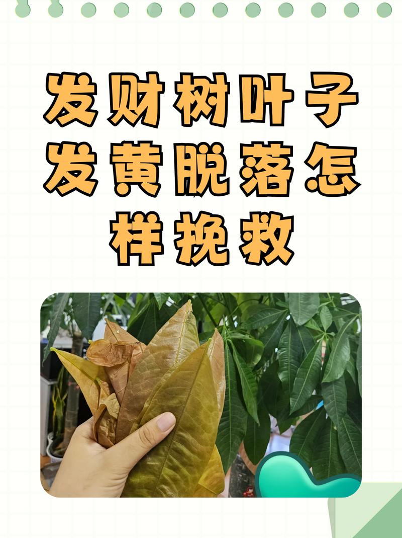 发财树叶子全部脱落怎么补救