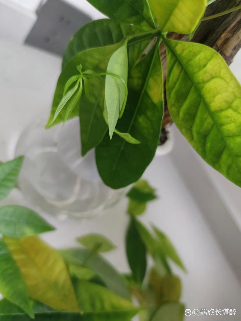 发财树为什么掉叶子?