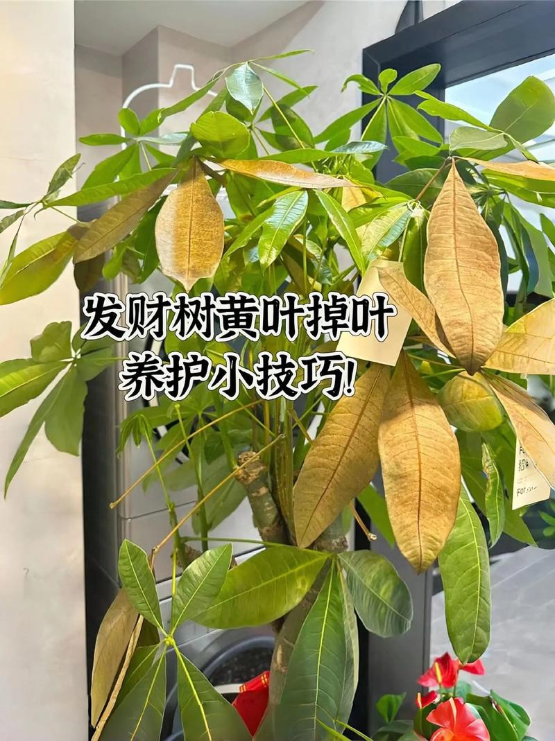 发财树为什么掉叶子,落叶怎么补救
