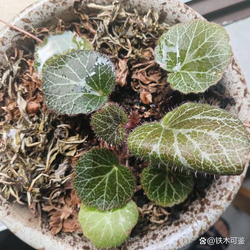 虎耳兰简介