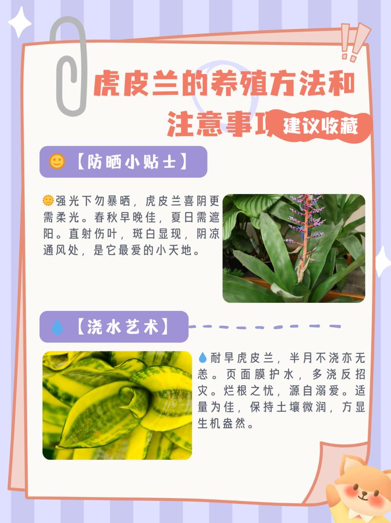 虎耳兰怎么养养虎耳兰的注意事项?