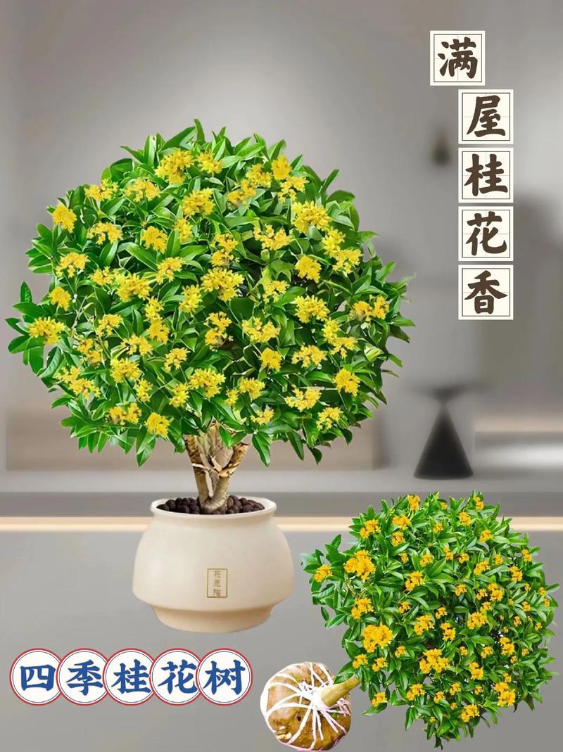 桂花花期多长开几天,影响花期长短的因素