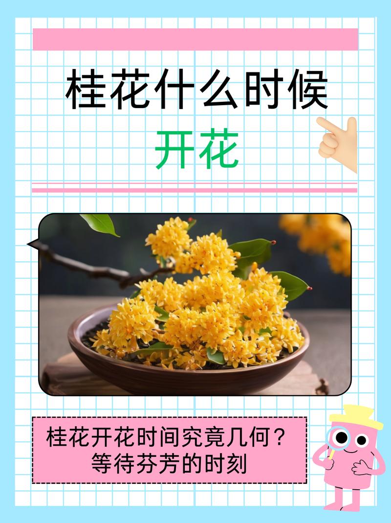桂花一般在什么时候开花?