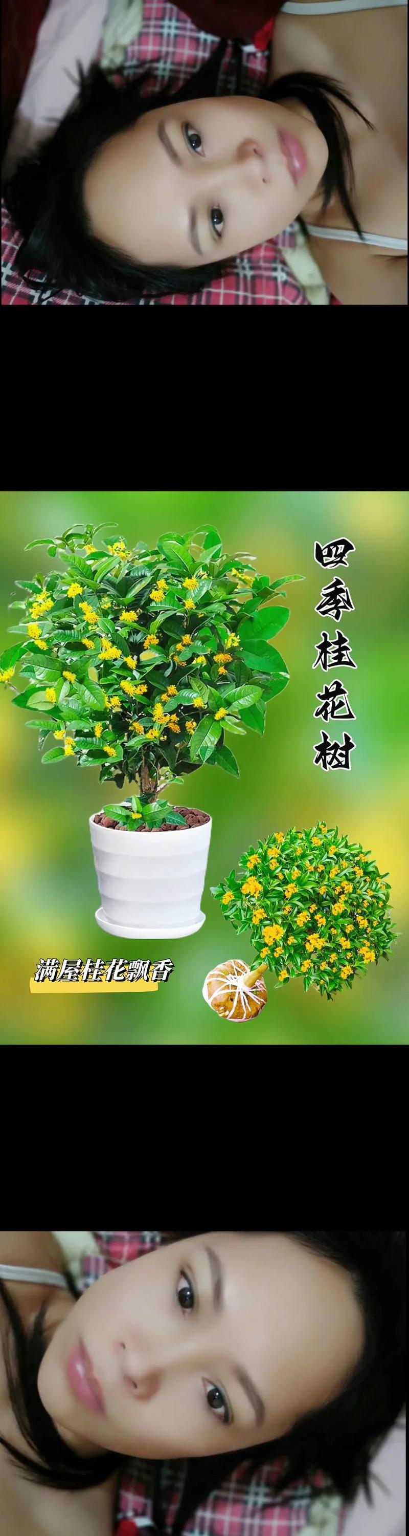 桂花的花期是多久