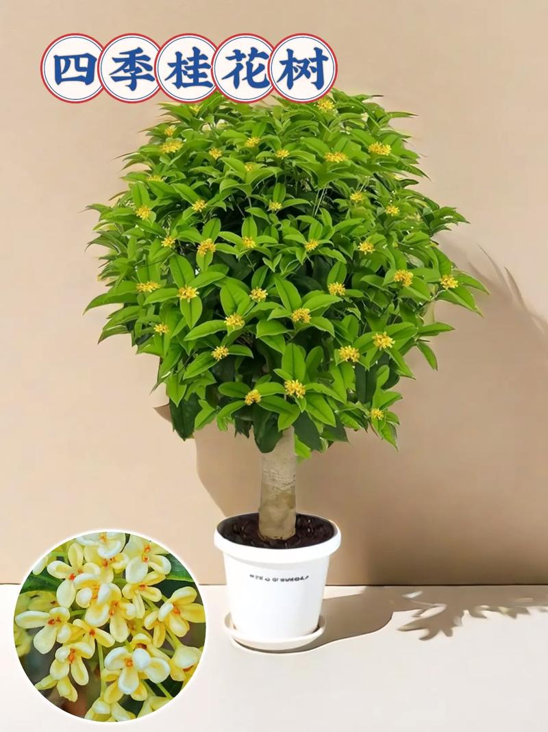 桂花开花几天落花