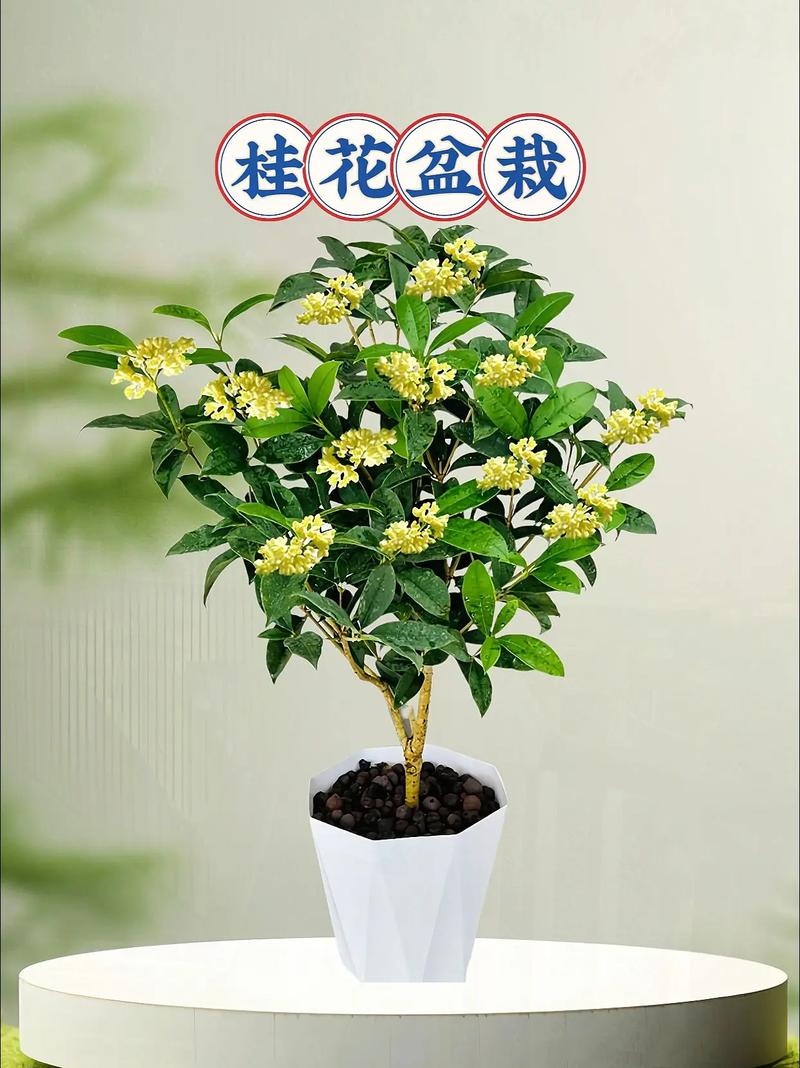 桂花的花期是多久?