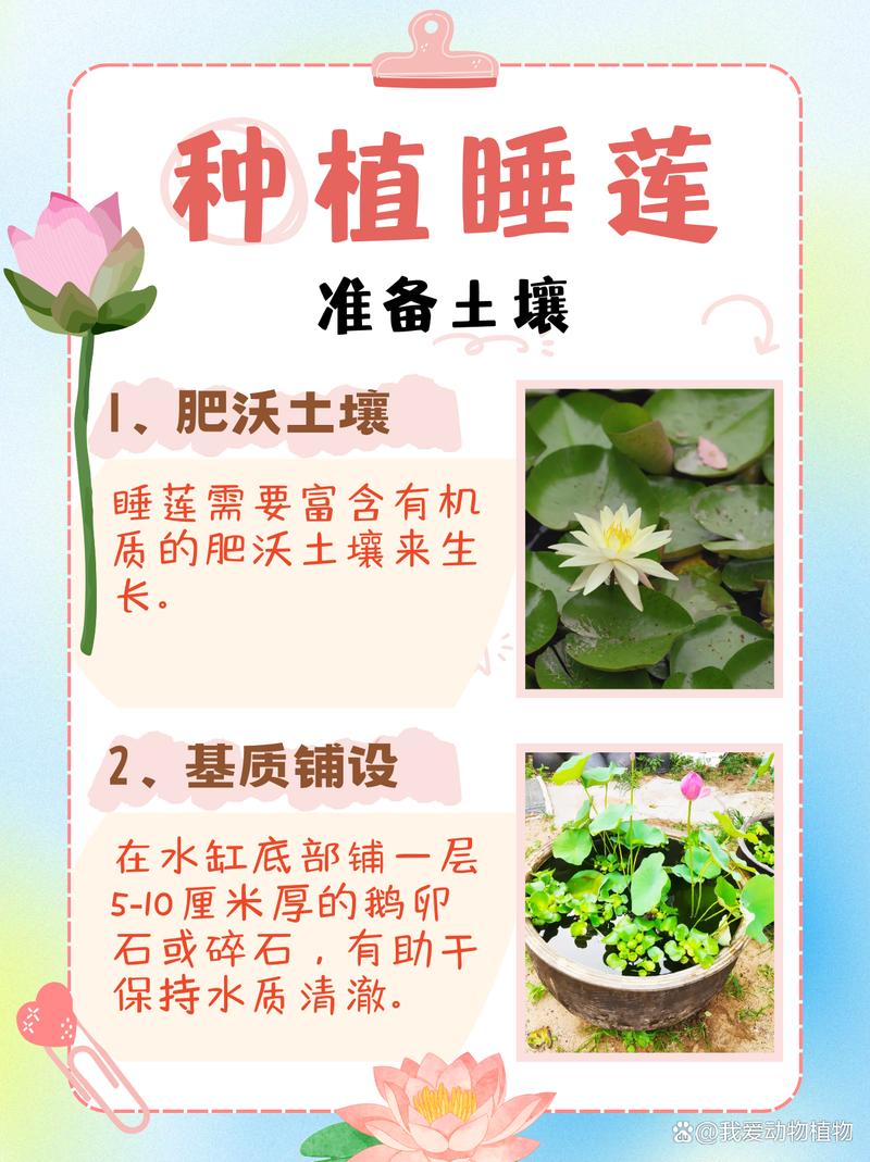 睡莲什么时候种植?