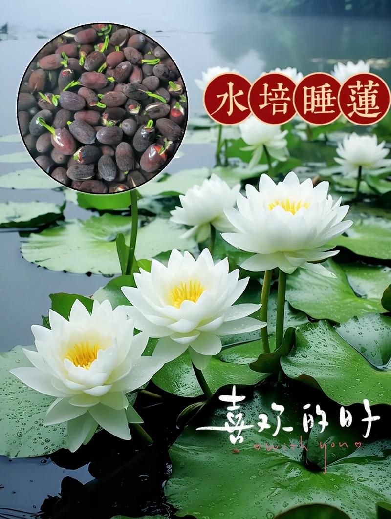 睡莲生长环境条件及特点