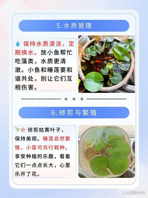 种植睡莲需要什么条件?