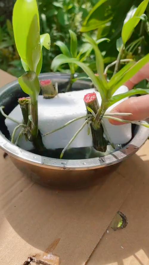 石斛的繁殖方法