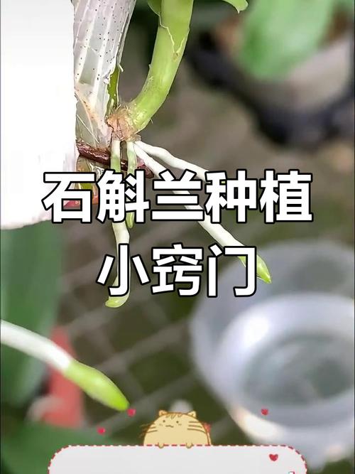 石斛的繁殖方式