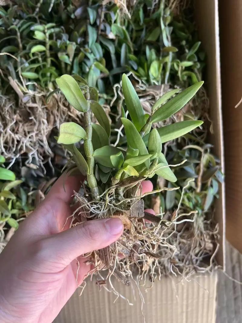 铁皮石斛的种植方法及繁殖