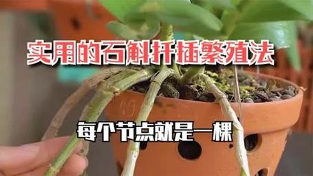 石斛如何繁殖