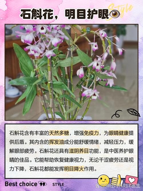 石斛怎么繁殖